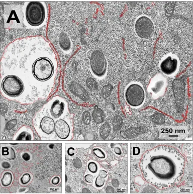 FIG 7 Transmission electron microscopy images showing pandoravirus particles being packaged into exosomes