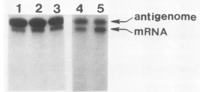 FIG. 1.endswiththeareused,shows Schematic diagram of LAC S-RNAs. The LAC S-genome segment is shown in the middle, with open bars above the line indicating overlapping N and NS coding regions and the numbers below indicating nucleotide positions
