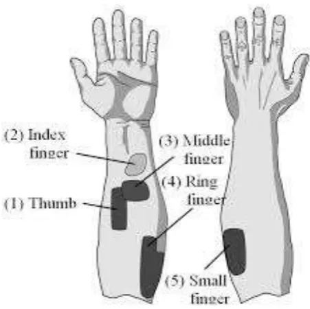 Figure 3.12: Corresponding muscle position to control each fingers. 