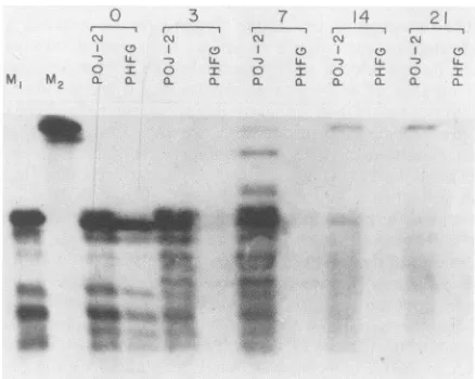 TABLE 2. JCV multiplication in POJ-19, POJ-27, andPHFG cells