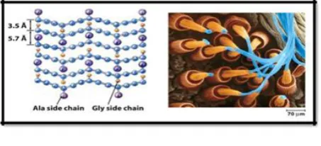 Figure 1. Silk Fibroin (SF) [24]  