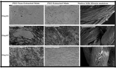 Figure 2. Scanning electron micrographs of BMSCs growing on electrospun mats and native silk fibroin matrices after 1, 7 and 14 days (scale bar: 5mm) [21]  
