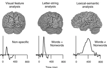 Fig. 5. Cortical dynamics of silent reading. Dots represent centres of active cortical patches collected from individual subjects