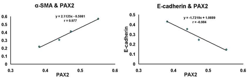 Figure 5. Correlations between data were analyzed using the Pearson test. These analyses revealed that PAX2 protein expression in renal tubules was positively-associated with α-SMA protein levels (r = 0.977, P < 0.05), and negatively-associated with E-cadh