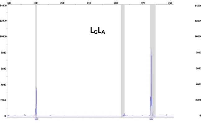 Figure 1. Genotyping results for rs25531 using mf-RFLP.