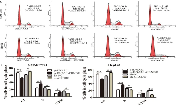 Figure 3. CRNDE induces cell-cycle progression in HCC cells. A. Cell-cycle analysis of HepG2 and SMMC-7721 cells overexpressing CRNDE and stably silenced CRNDE expression