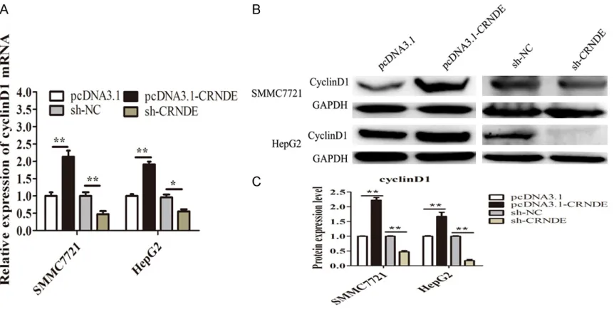 Figure 4. CRNDE upregulated cyclin D1 expression in HCC cells. A. qRT-PCR analysis of cyclin D1 mRNA expression when SMMC7721 and HepG2 cells were transfected with pcDNA3.1-CRNDE or sh-CRNDE