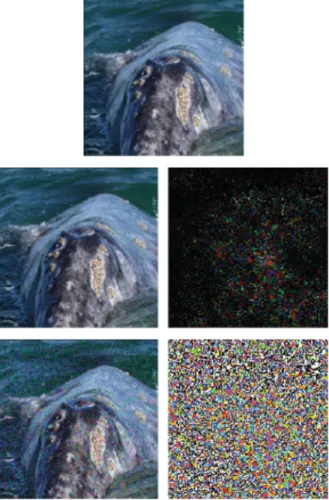 Figure 3.6: An example of adversarial perturbations. First row: the original image x that is classified as ˆ k(x)=“whale”