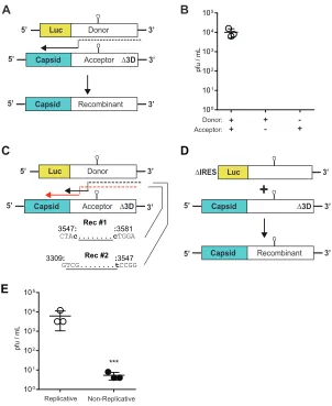 FIG 1 Enterovirus 71 (EV-A71) recombination in RD cells is primarily replicative. (A) Cell-based EV-A71fected in an equimolar ratio into RD cells