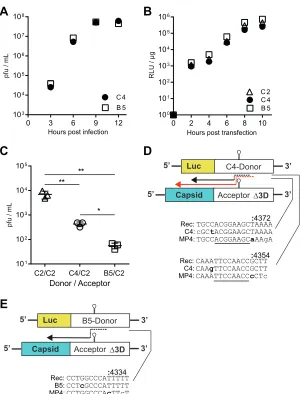FIG 4 Alternate donor templates signiﬁcantly impact viable recombinant frequency in a predictableplaque-puriﬁed recombinant virus from C4/C2 (E) and B5/C2 (F)
