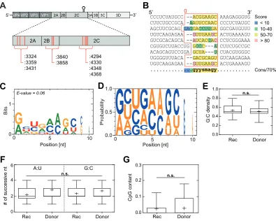 FIG 5 Intraserotypic recombination between EV-A71 C2 and C4 subgenotypes requires homology at the recombinationalgorithm that represents a sequence-aligned, position-dependent nucleotide probability matrix