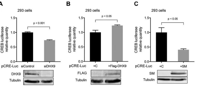 FIG 9 SM effect on transcription activation via the CRE. (A) Effect of DHX9 depletion on CRE-luciferase activity in HEK293cells