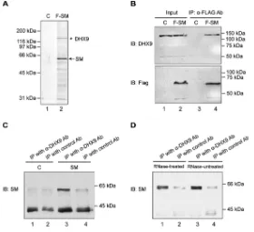 FIG 1 DHX9 interacts with EBV SM protein in an RNase-independent manner. (A) Immunoprecipitationantibody-conjugated beads, followed by elution with FLAG peptide