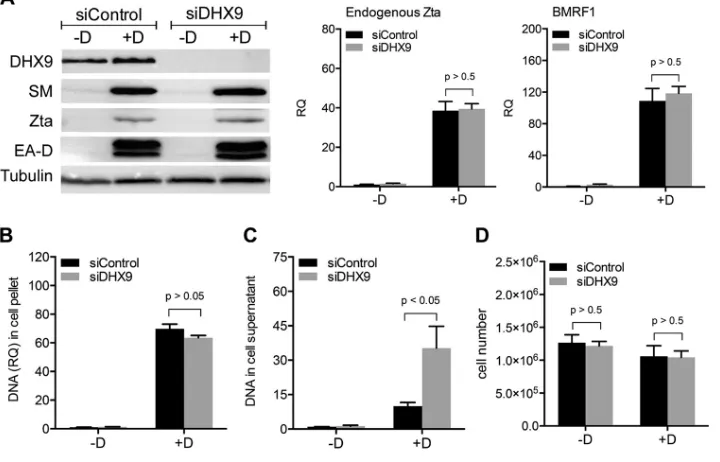 FIG 3 Effects of DHX9 depletion on EBV lytic gene expression, DNA replication, and extracellular virion release.AGSiZ cells were depleted of DHX9 or mock depleted by siRNA transfections, followed by treatment withdoxycycline (�D) to induce viral lytic repl