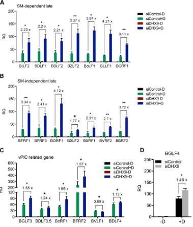 FIG 4 Effects of DHX9 depletion on EBV late gene transcript levels. AGSiZ cells were depleted of DHX9 or mock depleted�by siRNA transfections followed by treatment with doxycycline (�Speciﬁc mRNA transcripts were measured by qRT-PCR with 7 sets of SM-depen