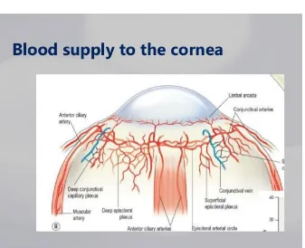 Figure No.3 -  Blood supply to the Cornea 