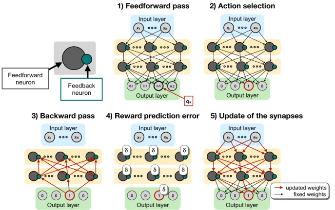 Figure 1: Schematic depiction of Q-AGREL. At each node, a feedforward neuron (grey) and a feedback neuron (green) are present; two sets of weights, i.e