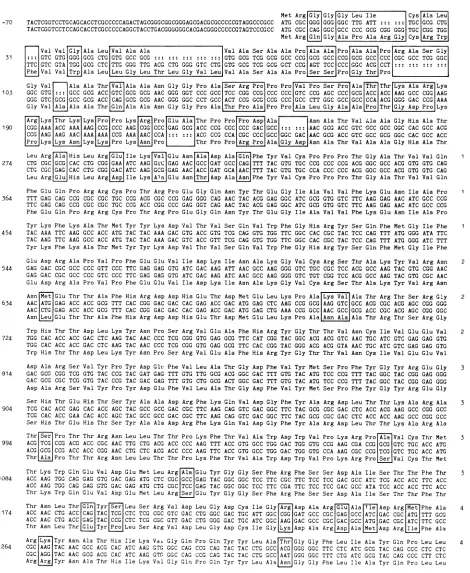 FIG. 3.ThroughoutdifferencestoPattonHSV-2 the DNA sequence of HSV-2 glycoprotein gB gene