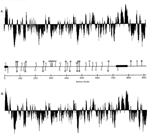 FIG. 4.movinghydrophilicity.resistancesitesshown Hydropathic analysis of the gBl (A) and gB2 (B) coding regions
