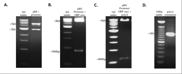 Figure 2: Intermediate steps in the cloning strategy as visualized by gel electrophoresis