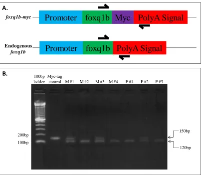 Figure 3: Identification of foxq1b-myc potential founders. A. Primer strategy: Forward primer was designed within the open reading frame of foxq1b and the reverse primer was designed within the polyA signal