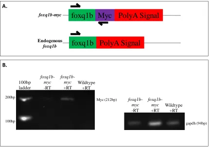 Figure 5: Transgene-positive offspring transcribe foxq1b-myc mRNA. A. Primer strategy: Forward primer was designed within the foxq1b open reading frame, reverse primer was designed within the myc-tag sequence