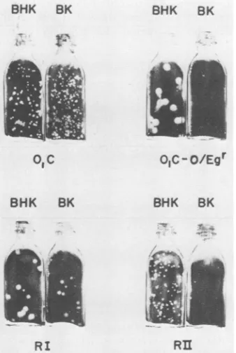 FIG.1.binant Representative plaque morphology of parent and recom- strains on BHK-21 and BK cells.