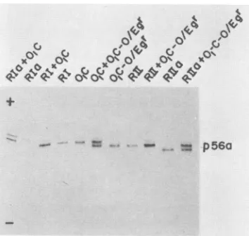 FIG. 2.binant Analysis of viral structural proteins of parent and recom- viruses by NEPHGE