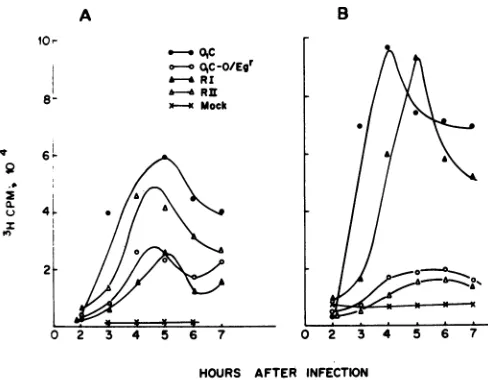 FIG. 5.viruses Kinetics of RNA synthesis of recombinants and parental in BHK-21 (A) and BK (B) cells