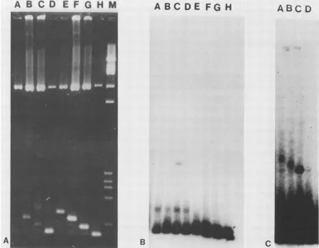 FIG. 6.PvuII-cleavedthroughaddition,containedh. (C) 28K-EBNA cross-links DNA molecules containing binding sites