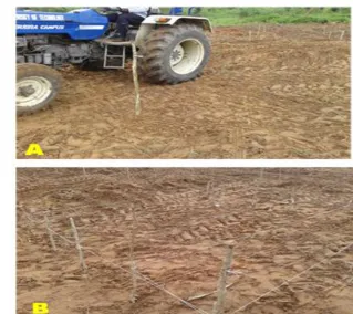 Figure 1: ( A) Compaction of plots by tractor and (B) marking of compacted plots prior toplanting 