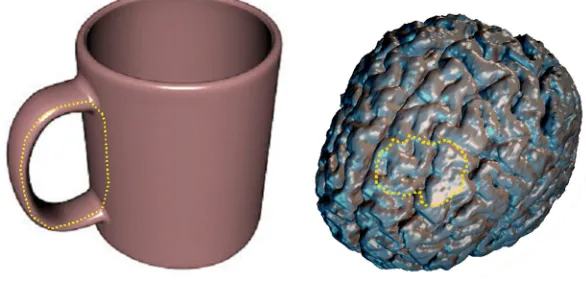 Figure 1.2: Coffee cup and brainA coffee cup (genus one) and a brain (genus zero). Note that there are no non-separating cycles on the brain,