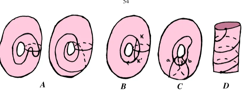 Figure 4.15: Example of loops on a handleExamples of some loops on a handle. (A) On the left is a torus with a loop that backtracks across