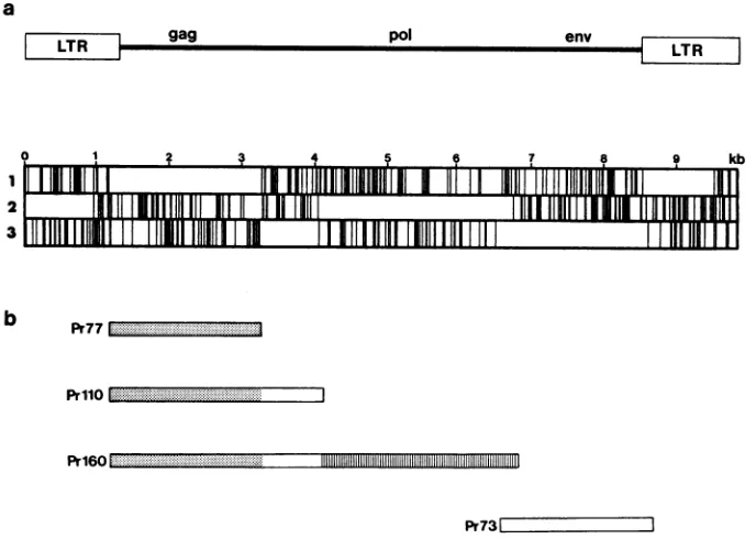 FIG. 2.framesbynucleotidesMMTV-infectedMMTV-infectedFig. Disposition of open reading frames in the MMTV proviral sequence