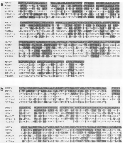 FIG. 5.isMMTVvirus based Amino acid sequence homologies among retrovirus pol genes. Sequence comparisons are presented between the pol genes of (this paper), Mason-Pfizer monkey virus (49), Rous sarcoma virus (42), Moloney murine leukemia virus (47), HTLV-