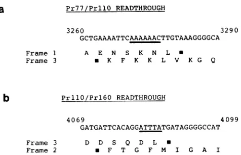 FIG.6.form.byDNA(a)sequence Sequences involved in translational frameshifting. The sequences spanning the boundaries between Pr77 and PrllO and between PrllO and Prl6O (b) are displayed in a simplified The amino acids encoded in the relevant frames are ind