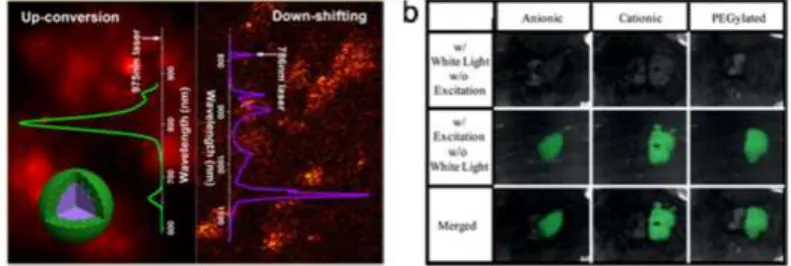 Fig. 3（a）Dual-Modal fluorescence emission of β-NaGdF4/Nd3+@NaGdF4/Tm3+−Yb3+;（b）NIR-Ⅱ image of the liver of a mouse