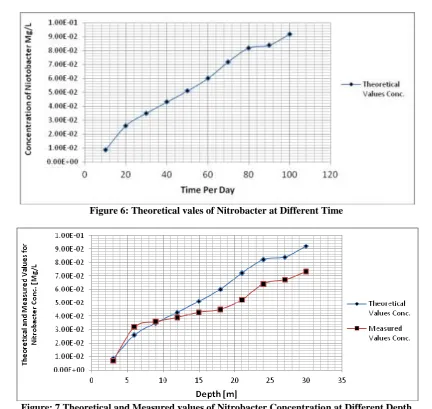 Figure: 7 Theoretical and Measured values of Nitrobacter Concentration at Different Depth 