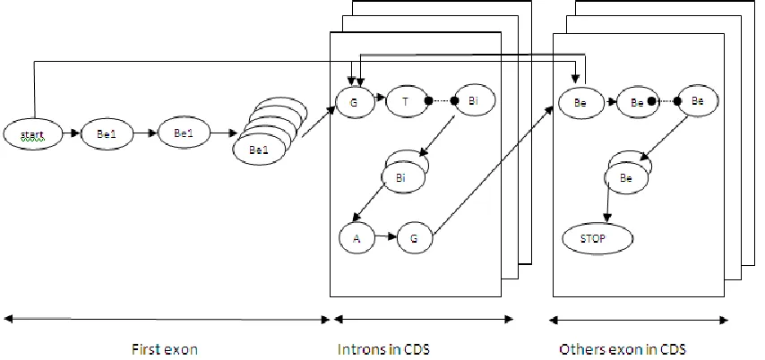 Fig. 1. HMM models for Plasmodium falciparum 