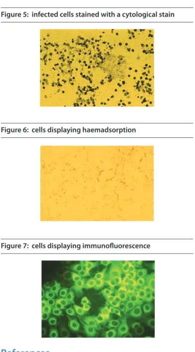 Figure 6:  cells displaying haemadsorption