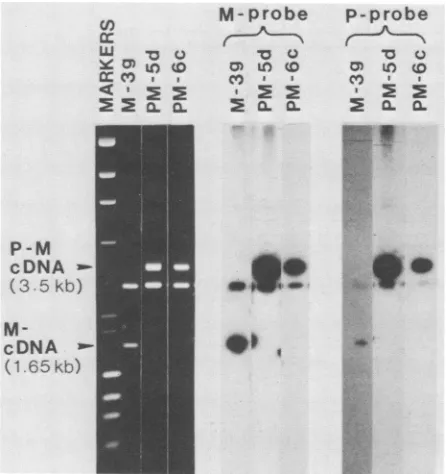 FIG.1.Ppanel).withagarosepaperprobeethidiumorwhichPM5d,cDNAphages2.9submitted). and a cDNA clones pcD-PM5d and pcD-PM6c contained both M sequences