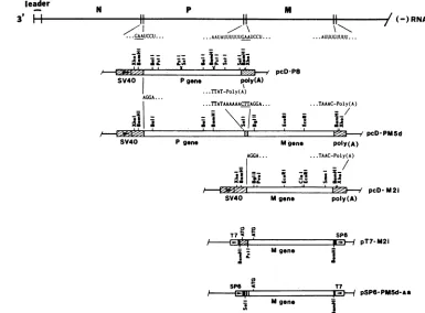FIG. 2.bicistronicofdefinedderivedcloningCross-hatchedofextremepromoterthewereBiotec),sequencessequences the monocistronic Sequence comparison among bicistronic and monocistronic clones and their derivatives for in vitro expression