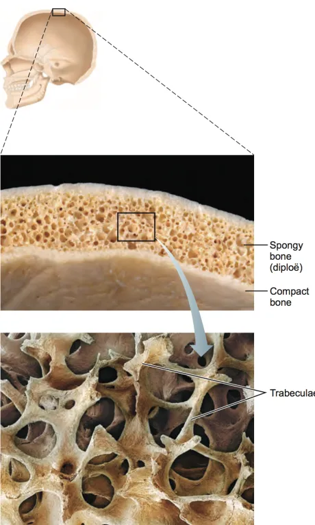Figure 1.3: Flat Bone Anatomy in the skull [2]