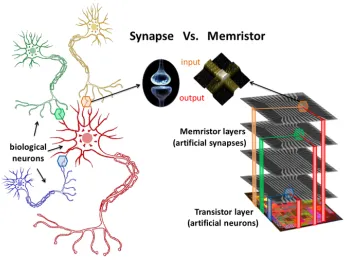 Figure 1.14: Memristor versus biological synapse [58].