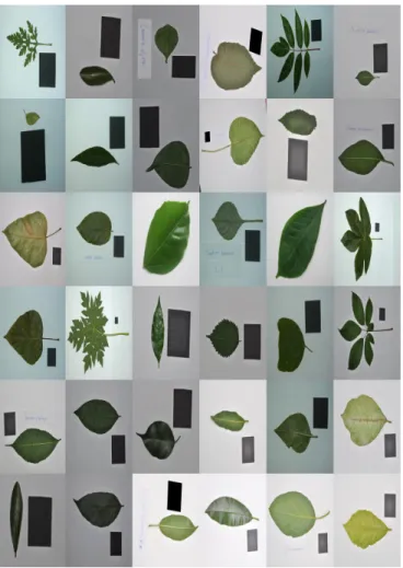 Figure 3.1. Random sample of different leaves with uniform background from the CRLeaves (CR) dataset used in Chapter 4, Chapter 5, Chapter 7 and Chapter 9.