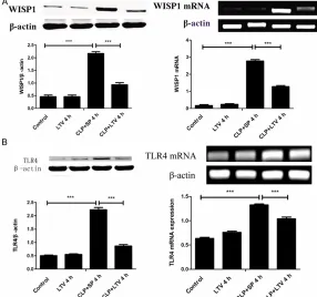 Figure 5. Protective effects of low tidal volume mechanical ventilation for sepsis-induced acute lung injury model on WISP1 and TLR4 protein and mRNA expression levels