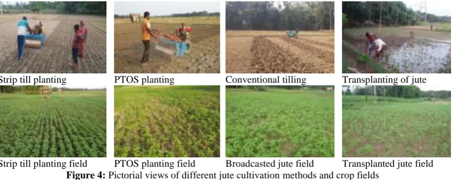 Figure 4 shows the pictorial views of different jute cultivation methods and established crop fields in the study area