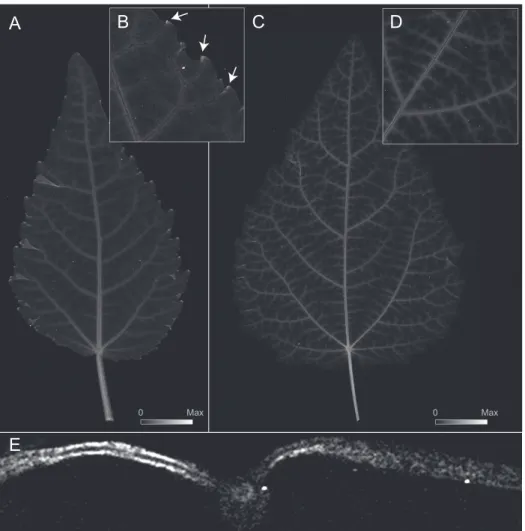 Figure 2.2. Elemental µ-XRF map for Zn abundance for developing leaves of gray  poplar