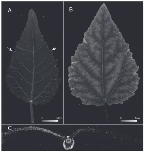 Figure 2.3. Elemental µ-XRF map for Ca for developing leaves of gray poplar. Image  intensity matches element abundance (see scales in A and B)