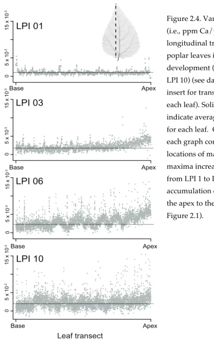 Figure 2.4. Variation in Ca abundance  (i.e., ppm Ca/ppm dry mass) along  longitudinal transects across gray  poplar leaves in different stages of  development (LPI 1, LPI 3, LPI 6, and  LPI 10) (see dashed line in upper  insert for transect orientation ac